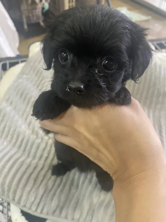 さくら 様のお迎えした子犬