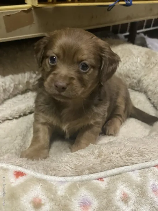 ID：2012-02103の子犬