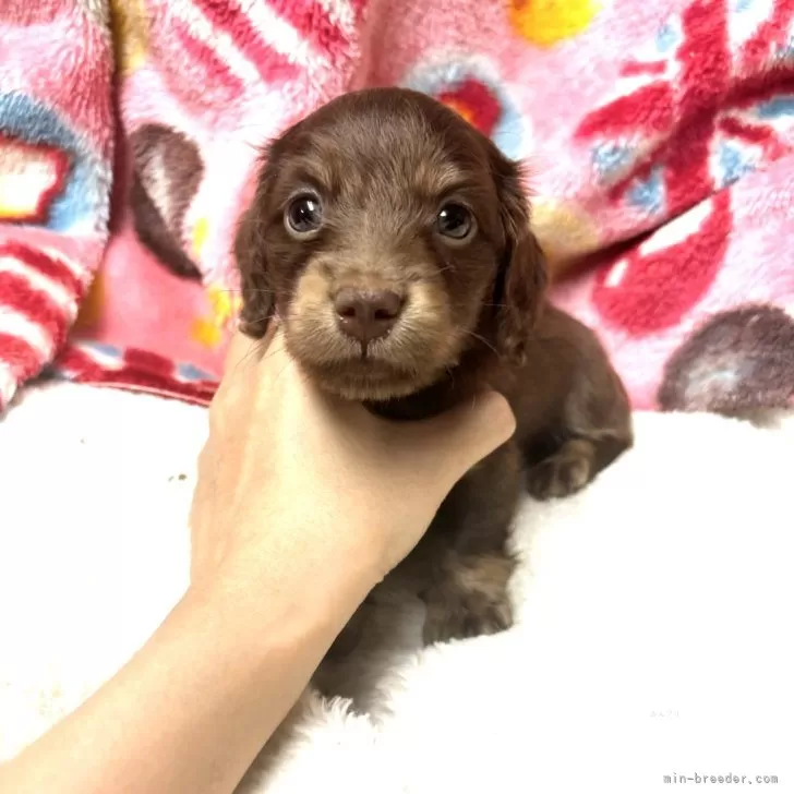 ID：2409-06029の子犬