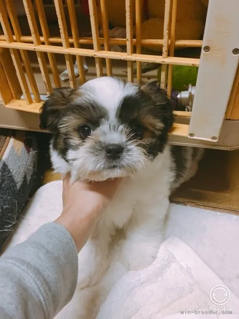 ID：1901-00187の子犬