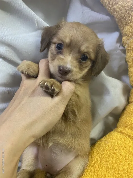 ID：2110-04057の子犬