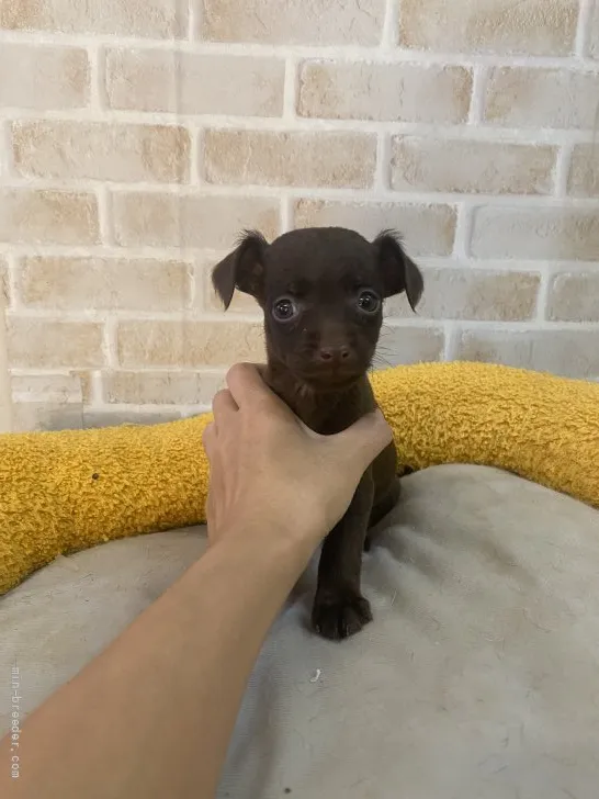 K.S 様のお迎えした子犬