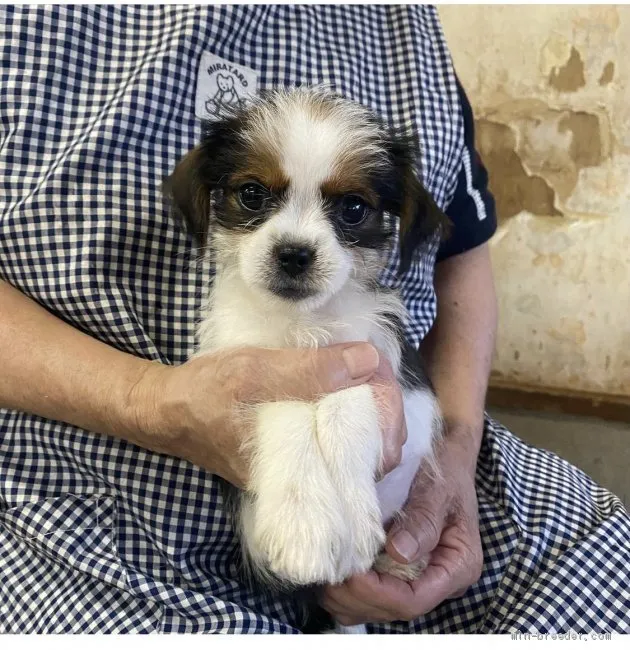 土佐太郎 様のお迎えした子犬