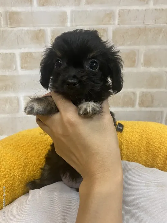 H.S 様のお迎えした子犬
