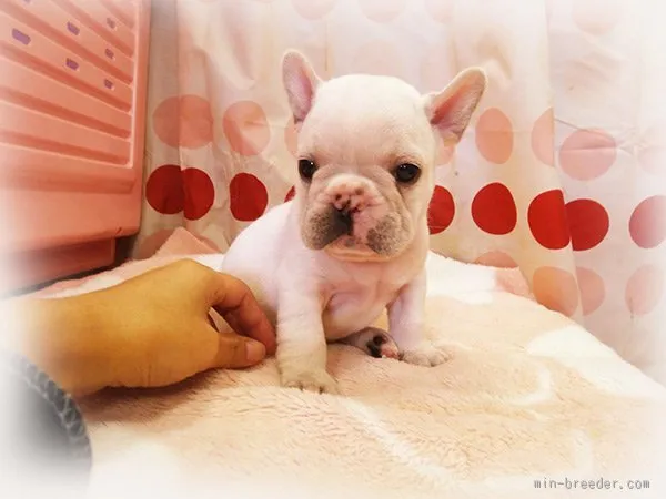 ID:1510-01772の子犬