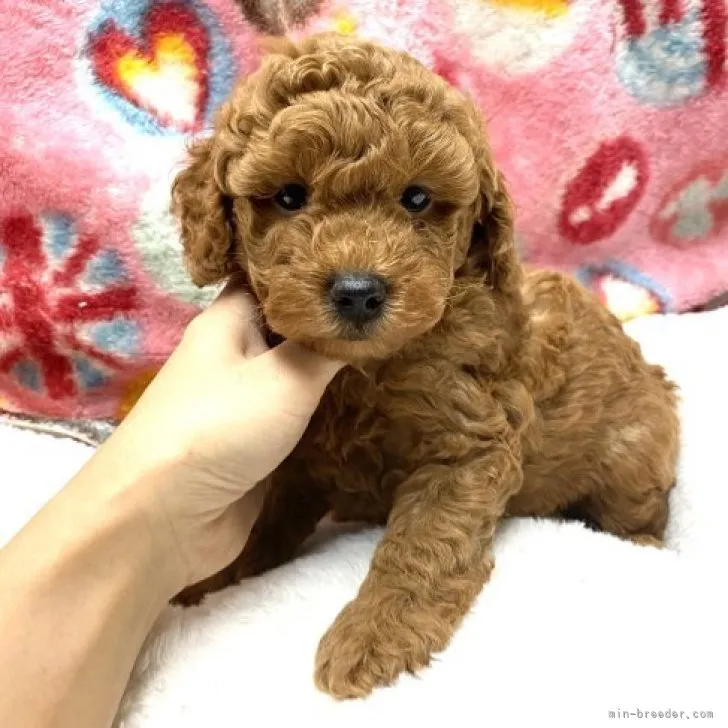 ID:2312-00380の子犬