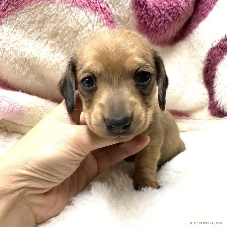 ID:2402-00671の子犬