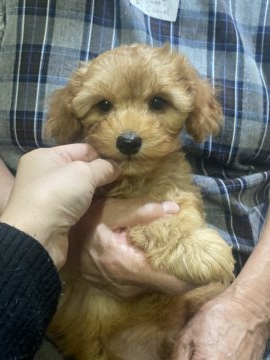 ヨープー【高知県・男の子・2021年2月28日・アプリコット】の写真「くまさんの様なヨープー君♪」