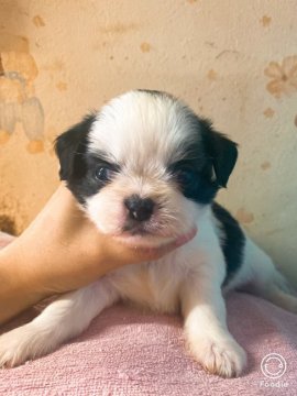 チワワ×シーズ【高知県・男の子・2020年8月21日・ブラウン&ホワイト】の写真「コロコロしてます( ^ω^ )」