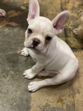 フレンチブルドッグ【高知県・男の子・2020年4月21日・クリーム】の写真「ムチコロフレブル君(＾ω＾)」