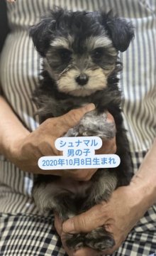 シュナウザー×マルチーズ【高知県・男の子・2020年10月8日・ブラック】の写真「陽気で明るいシュナマル君♪」