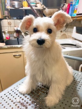 マルチーズ×ミニチュアシュナウザー【高知県・女の子・2019年9月21日・ホワイト】の写真「シュナウザー寄りのmixちゃん(^^)」