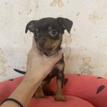 チワワ×ピンシャー【高知県・女の子・2022年8月2日・チョコタン】の写真「綺麗なお顔のチワピンちゃん♪」