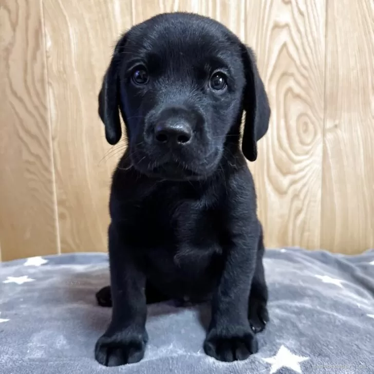 M.Y 様のお迎えした子犬