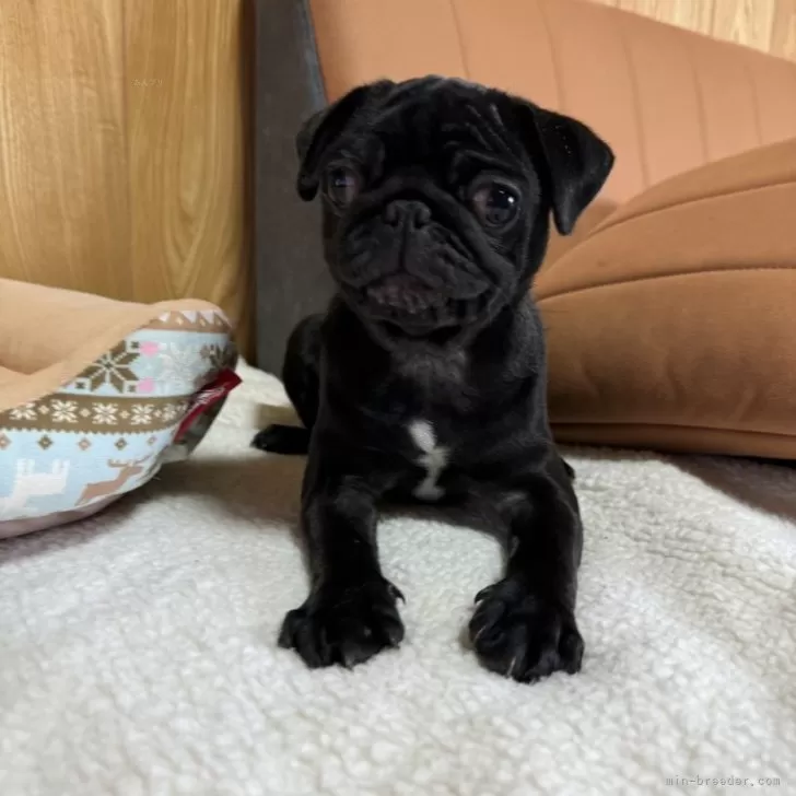 ID：2411-05566の子犬