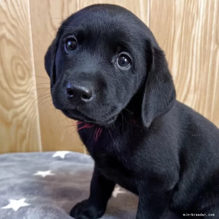 N.T 様のお迎えした子犬