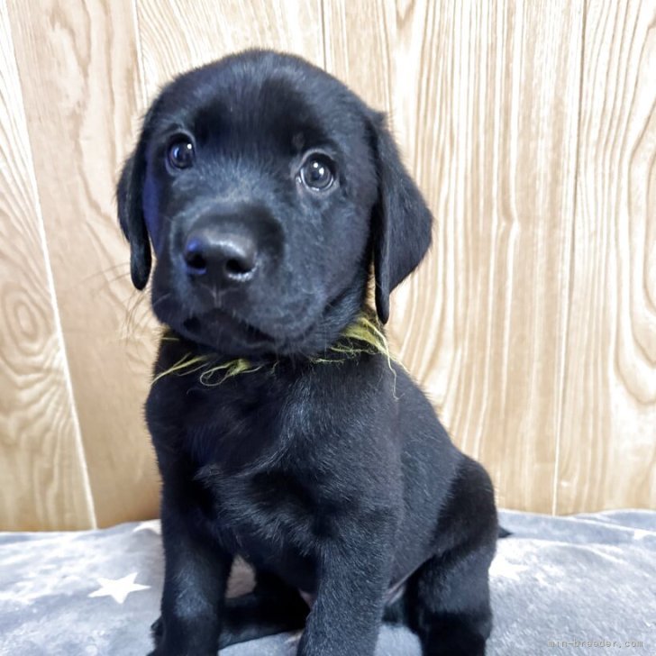 ブリーダー画像