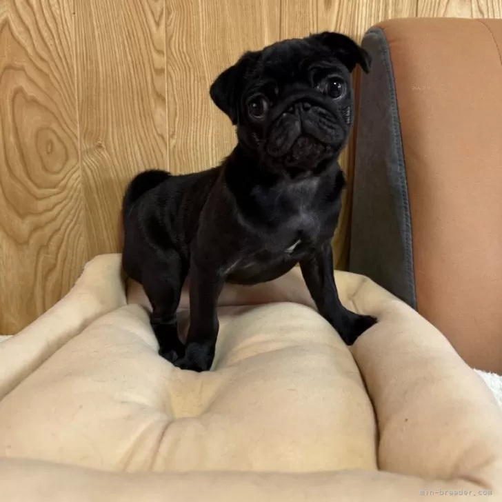 ID：2411-05568の子犬