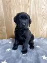 ラブラドールレトリバー【大阪府・男の子・2025年8月25日・ブラック】の写真2