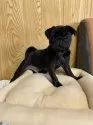 パグ【大阪府・男の子・2024年8月7日・ブラック】の写真3
