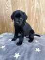 ラブラドールレトリバー【大阪府・男の子・2025年8月25日・ブラック】の写真5