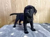 ラブラドールレトリバー【大阪府・男の子・2025年8月25日・ブラック】の写真6