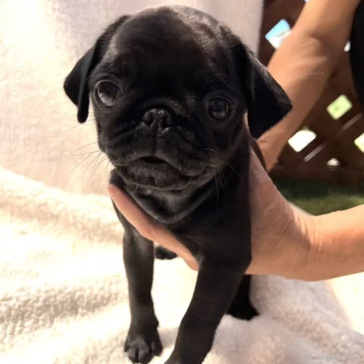 R.U 様のお迎えした子犬