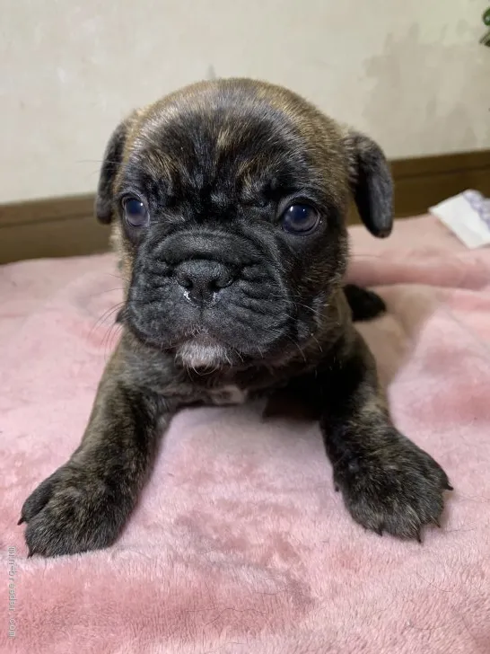 ID：2003-01665の子犬