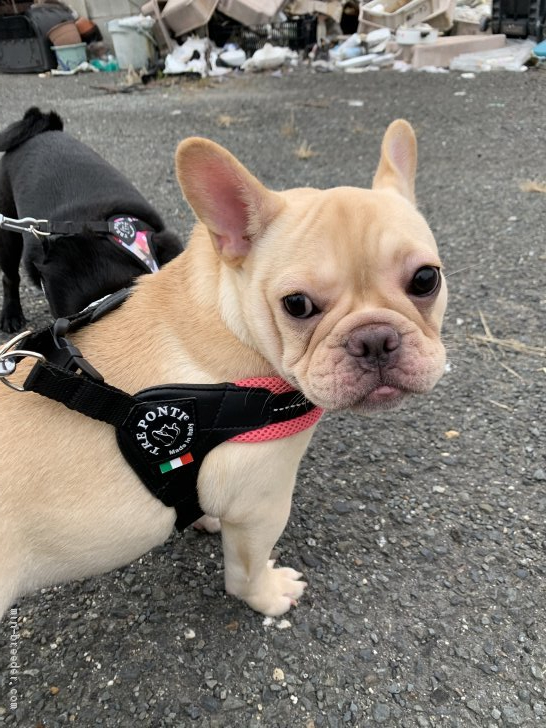 フレンチブルドッグ【・女の子・2020年6月6日・クリーム】