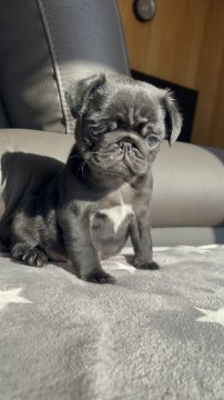 パグ【大阪府・男の子・2021年9月29日・ブラック】の写真「毛艶の良い可愛い男の子！」