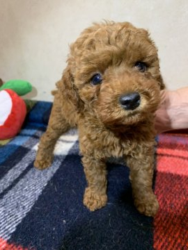 トイプードル(トイ)【大阪府・男の子・2020年9月25日・レッド】の写真「おっとり大人しい男の子！」