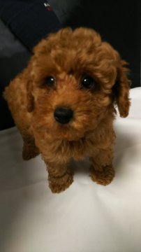 トイプードル(トイ)【大阪府・男の子・2017年8月24日・レッド】の写真「大きいお目めの可愛いの男の子！」