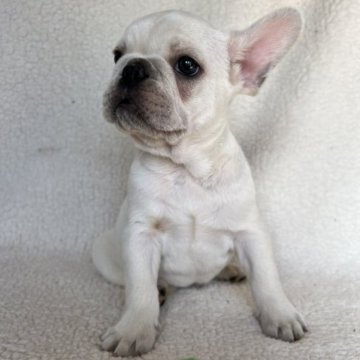 フレンチブルドッグ【大阪府・男の子・2023年10月15日・クリーム】の写真「クリームよりホワイトに近い可愛い男の子」