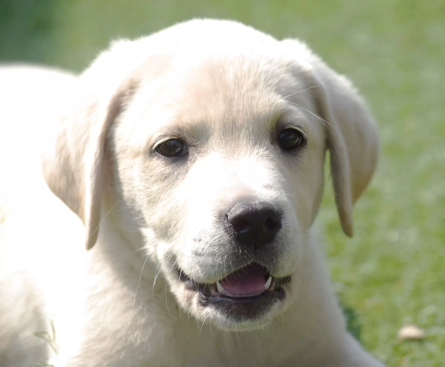ID：2503-05787の子犬