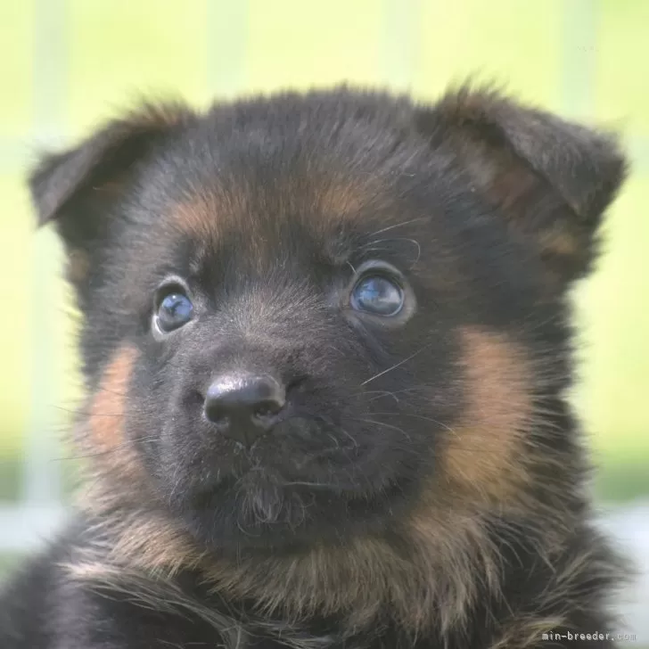 ID：2504-06834の子犬