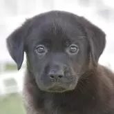 ラブラドールレトリバー【大阪府・男の子・2025年9月1日・ブラック】の写真1