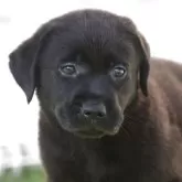 ラブラドールレトリバー【大阪府・男の子・2025年9月1日・ブラック】の写真1