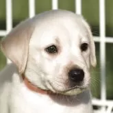 ラブラドールレトリバー【大阪府・男の子・2025年6月15日・イエロー】の写真1「暑い中撮影ご苦労様でした🎵」