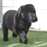 ラブラドールレトリバー【大阪府・男の子・2025年9月1日・ブラック】の写真3