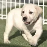 ラブラドールレトリバー【大阪府・男の子・2025年6月15日・イエロー】の写真5「オシッコも済んだから全速で走るゾォ🎵」