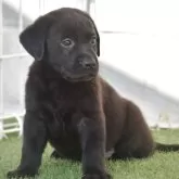 ラブラドールレトリバー【大阪府・男の子・2025年9月1日・ブラック】の写真6