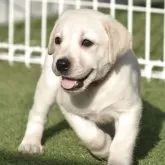 ラブラドールレトリバー【大阪府・男の子・2025年6月15日・イエロー】の写真6「この暑い中、お顔も元気だね🎵」