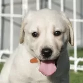 ラブラドールレトリバー【大阪府・男の子・2025年6月15日・イエロー】の写真9「少し疲れました🎵」