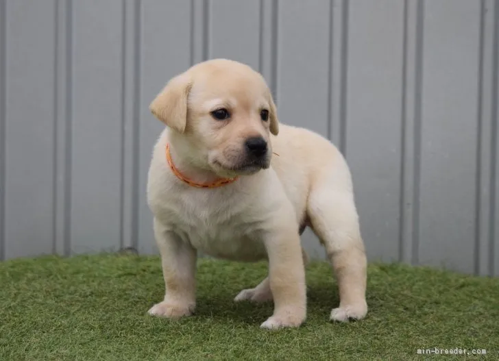 ID:2001-01604の子犬