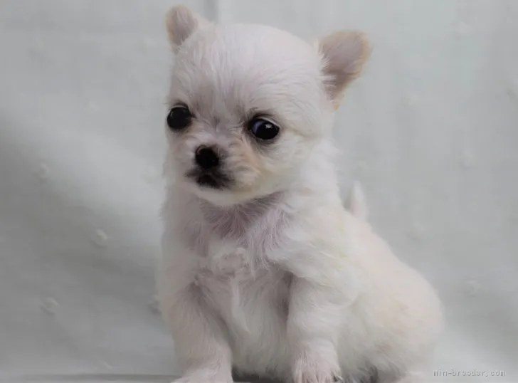 ID：2011-01585の子犬
