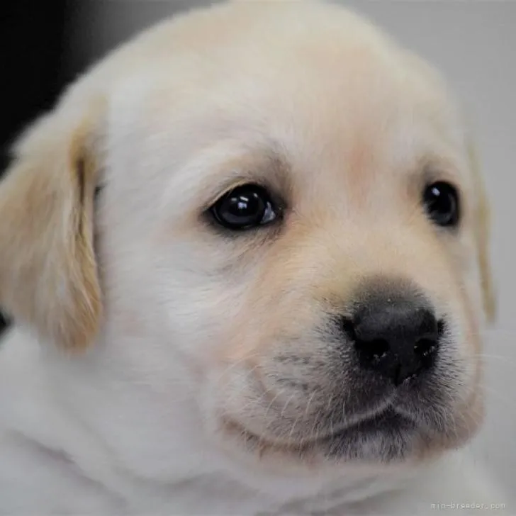 ID:2212-03471の子犬