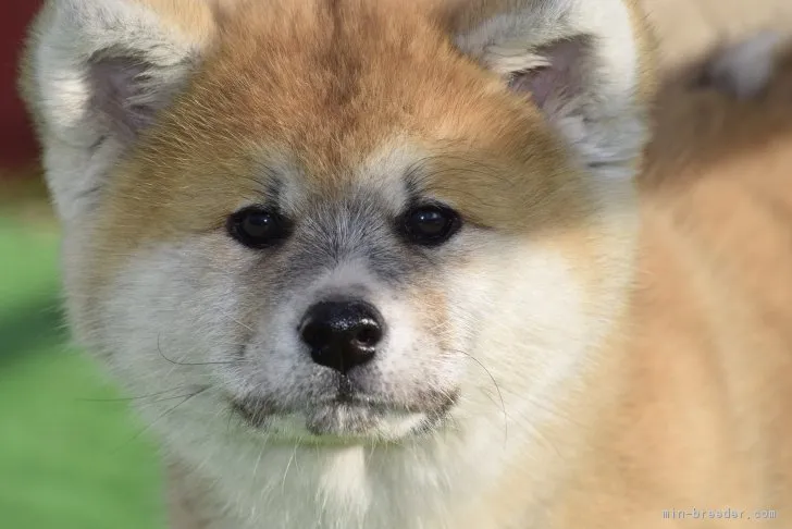 ID：1712-00206の子犬