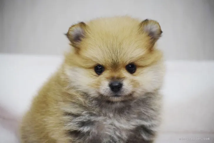 ID:1901-02639の子犬