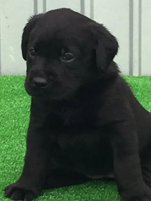 ID：1611-01422の子犬