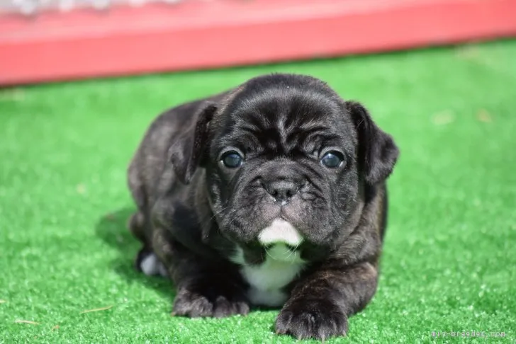 ID：1702-01604の子犬